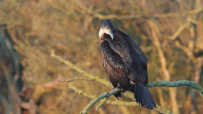 Cormorant perched on a tree branch, drying its wings