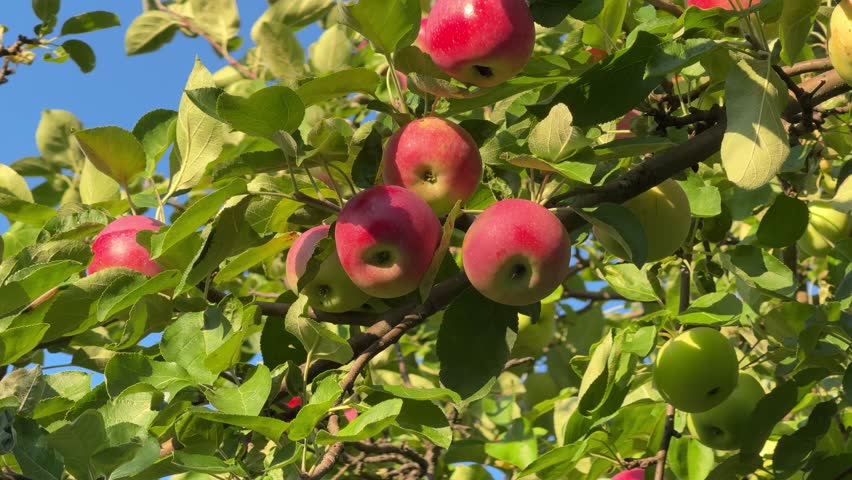 Apples fruits on tree in orchard.