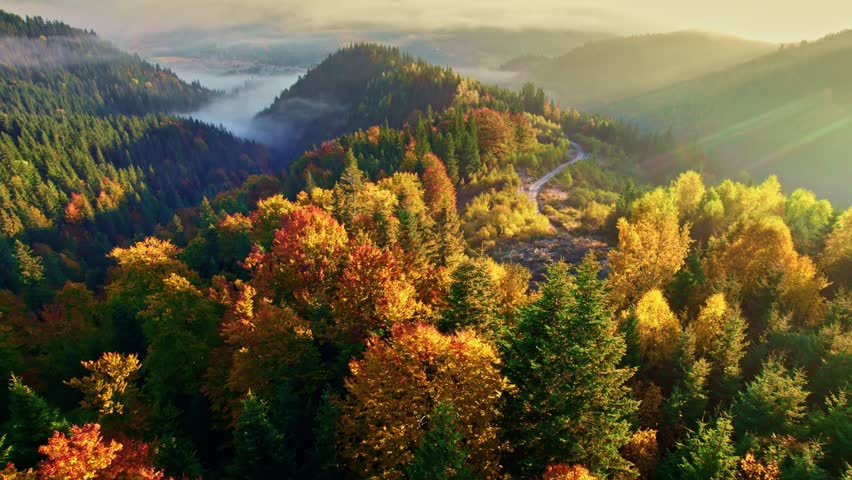 Aerial shot of golden autumn forest bathed in warm sunrise light. Foggy valley and winding mountain road seen from above. Beautiful autumn landscape with golden trees and foggy mountain
