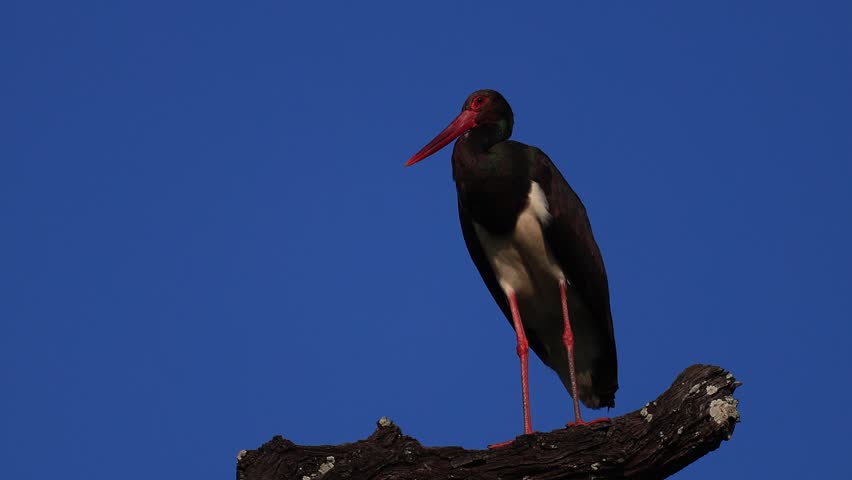Black Stork Standing on a Tree Branch
