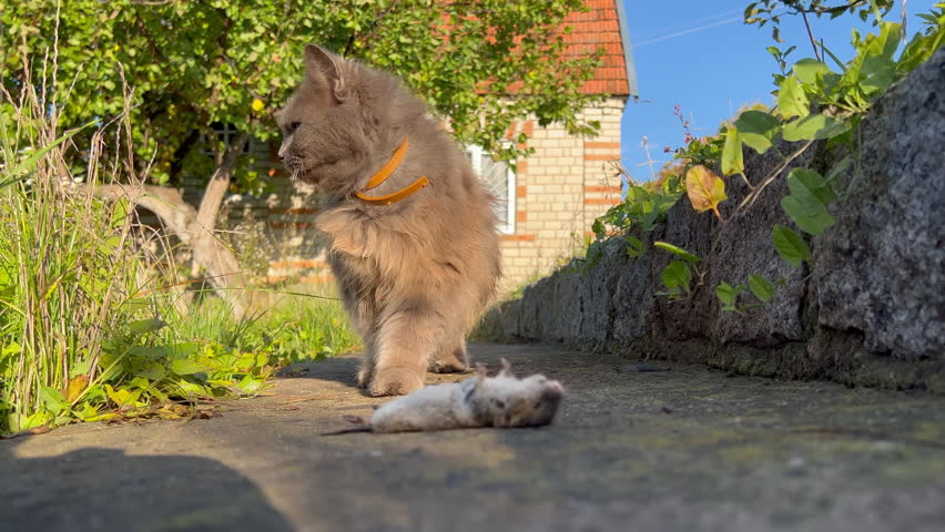 Grey longhaired village cat with an orange collar walks along a concrete path and stops beside a small mouse that died of natural causes. The animal sniffs the air, inspects the body without touching or picking it up, licks its nose and steps past. Ground-level perspective with shallow depth of field, mossy stone wall and sunlit yard behind. Warm low sunlight, early autumn. Suited to material on feline behaviour, curiosity, natural mortality and countryside living
