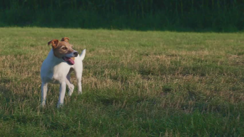 Small terrier runs across grassy field with mouth open while looking toward ball