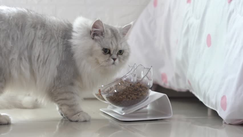 Fluffy white cat eating dry kibble food from an elevated transparent bowl at home.