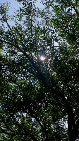 Sun shining through the trees