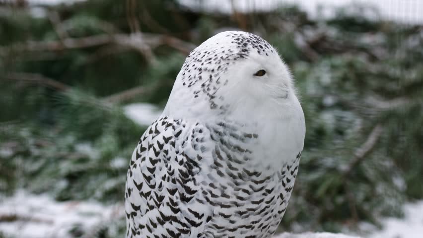 Arctic White Owl Sits On An Old Tree Stump Outdoors Rotating Its Head In Winter