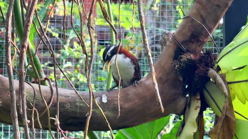 A beautiful chestnut capped babbler perched on a tree branch