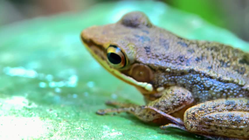 Close Up of a Brown Frog Sitting on a Mossy Green Stone in Nature