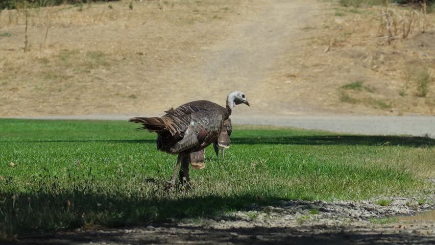 Wild turkeys walking and foraging across a rural dirt path