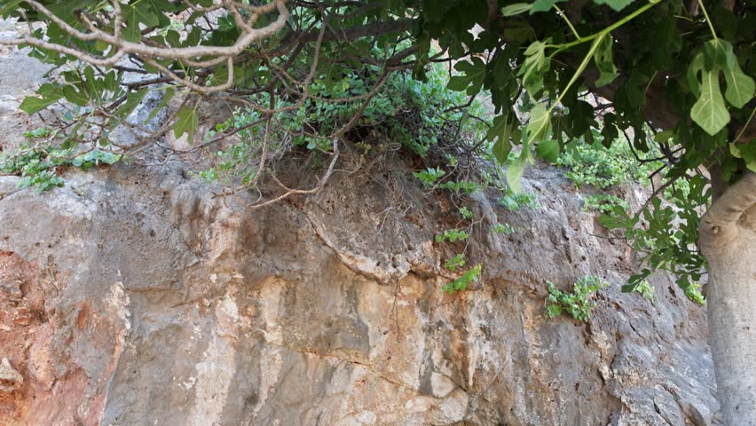 Close-up view of cave entrance in rocky mountain with overhanging tree branches. Crete. Greece.