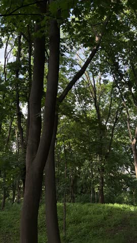 Large tall green trees in a peaceful park on a beautiful summer day. Natural woodland landscape for relaxation, mindfulness, nature therapy and outdoor recreation