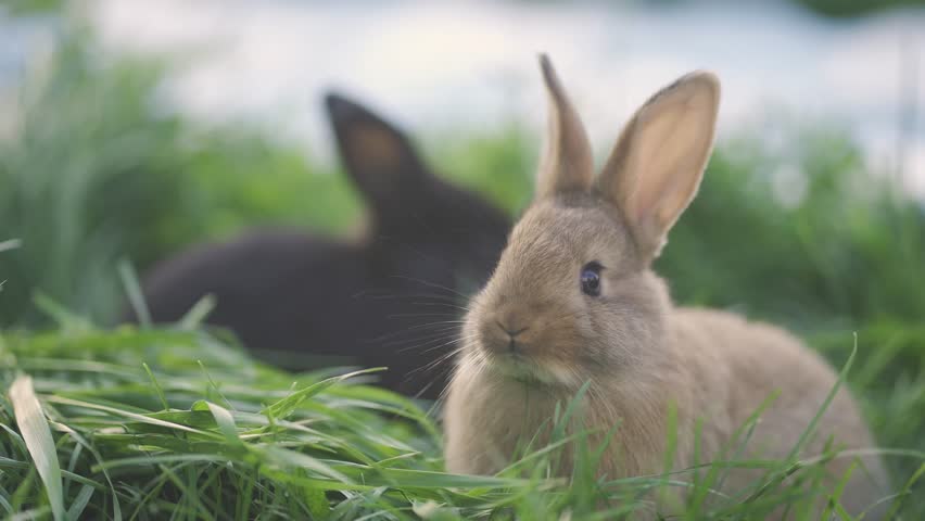 In a grassy area, two rabbits are visible. One rabbit is light brown, and another is black, both enjoying the soft green grass.