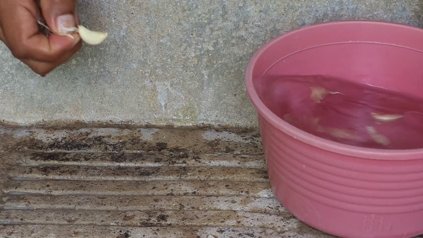 Hands Peeling Fresh Garlic Cloves Over Water Bowl