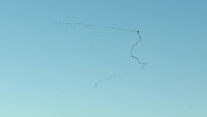 Flock of migratory cranes flying in a classic V-formation wedge across a clear blue sky. flock of birds flying.