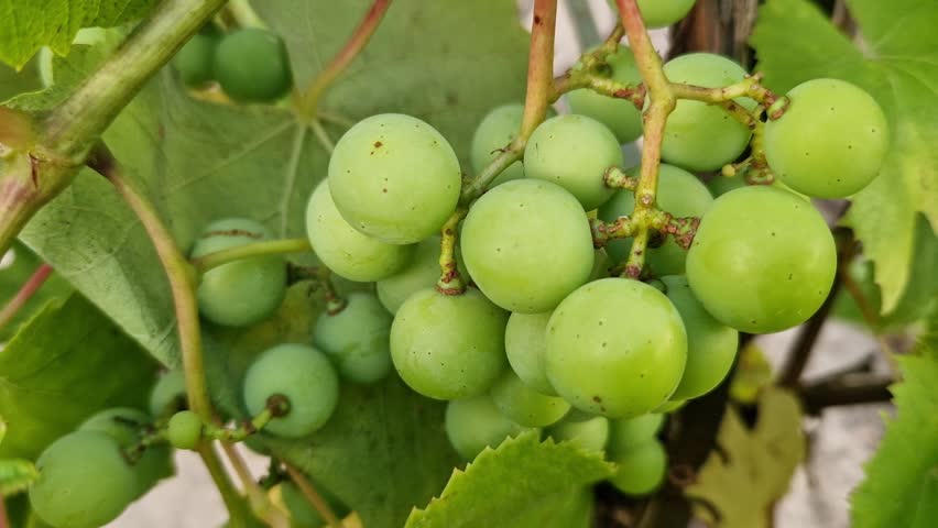 Organic green grapes on a vine on a sunny day. Young green grapes in a vineyard close-up. Fresh green grapes ripening on a branch under the summer sun, surrounded by leaves. Winemaking concept