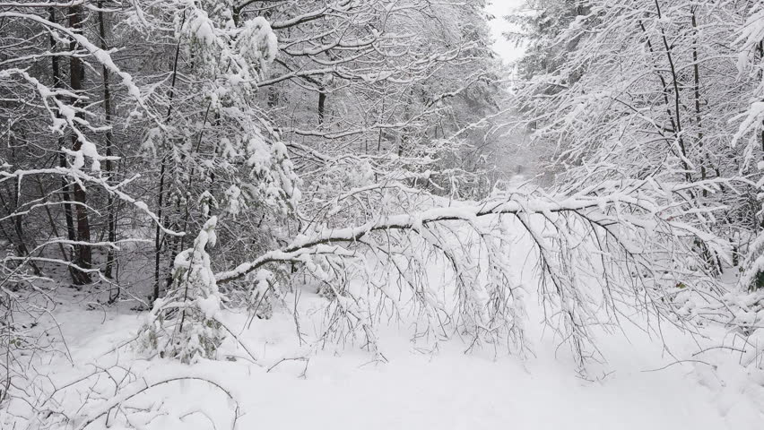 Snow-covered fallen tree blocking a forest path after heavy winter snowfall. The downed tree creates a natural obstacle on the woodland trail.