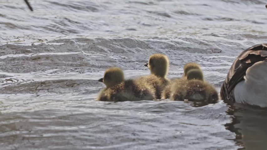 A group of baby goslings swimming in the water alongside their mother