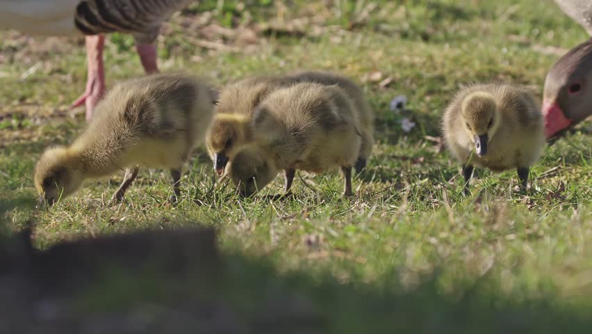 Baby goslings foraging for insects to eat in the grass