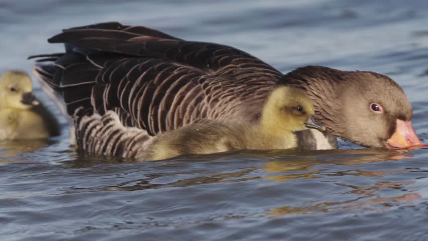 A group of adorable baby goslings swimming in the water alongside their mother