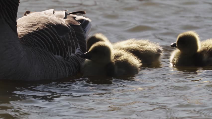 A group of adorable baby goslings swimming in the water alongside their mother
