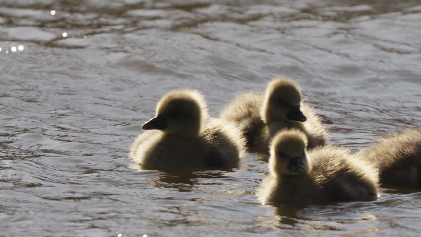A group of adorable baby goslings swimming in the water alongside their mother