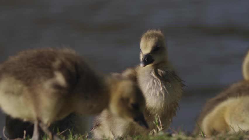 A group of baby goslings with their mother sitting near the water