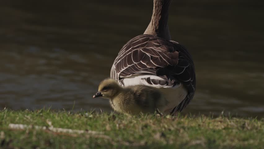 A group of baby goslings with their mother sitting near the water