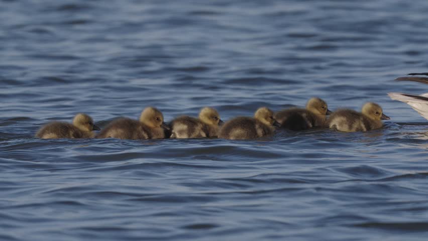 A group of baby goslings swimming in the water following their mother