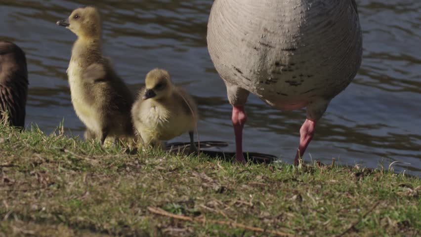 A group of baby goslings walking with their mother near the shoreline