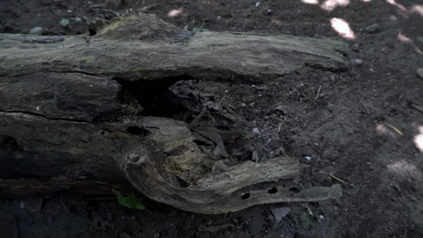 Look beautiful of woodcut on park