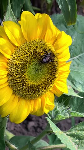 Bumblebee gathering nectar on a bright yellow sunflower..