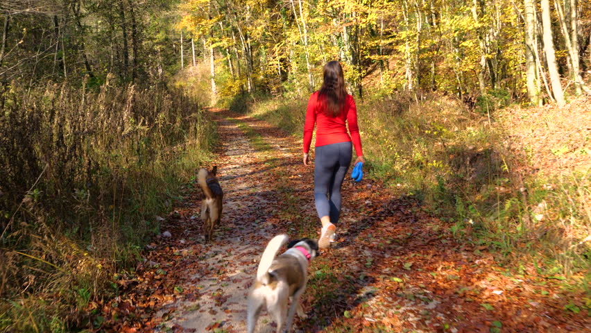 Young woman walks her two obedient mixed breed dogs along a sunlit woodland trail. Golden trees and fallen leaves surround them during a relaxed autumn stroll through colorful nature in fall season.