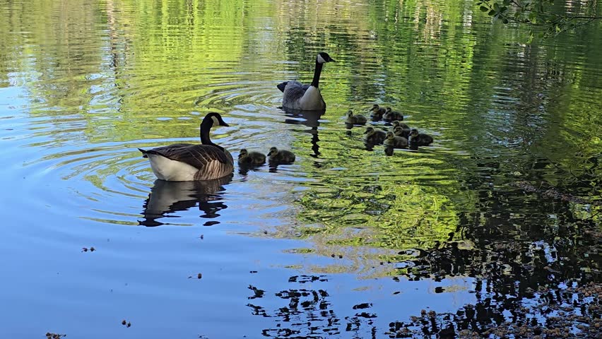 A natural outdoor shot capturing adult Canada geese swimming with a group of tiny fluffy goslings on a serene lake with water ripples and reflections of green trees.