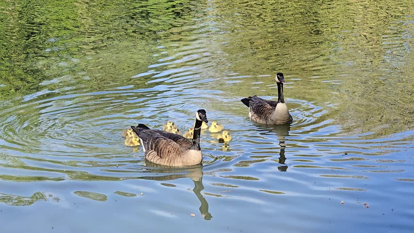 A natural outdoor photograph capturing adult Canada geese swimming with a group of tiny fluffy goslings on a calm lake, creating gentle ripples and reflections on the water