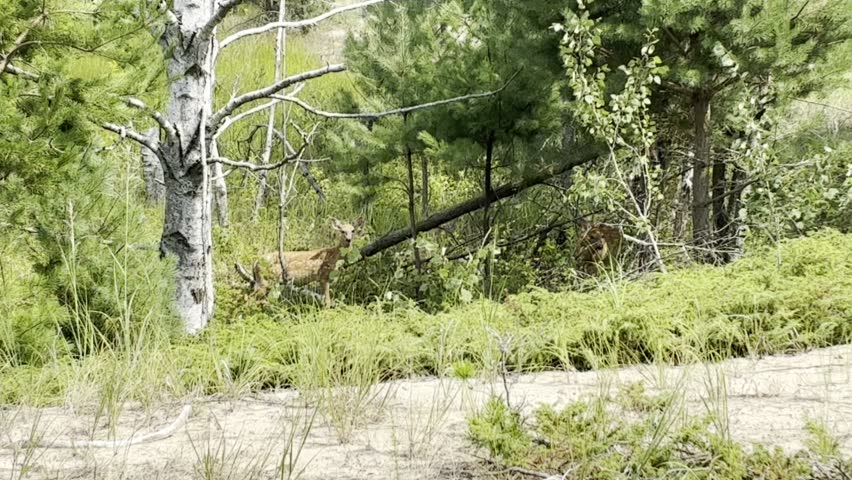 Whitetail deer, seen in the Kohler Andrae State Park