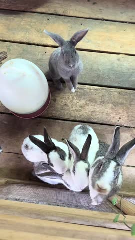 Several Rabbits of Various Colors Huddle Together in an Outdoor Pen