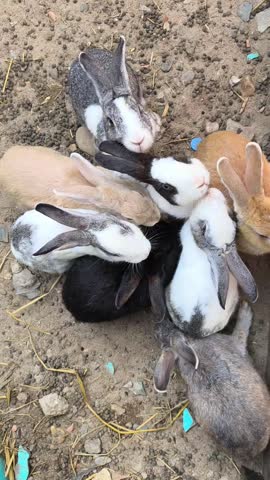 Several Rabbits of Various Colors Huddle Together in an Outdoor Pen