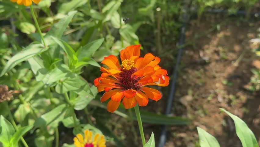 Orange zinnia flower with insect resting on petal.