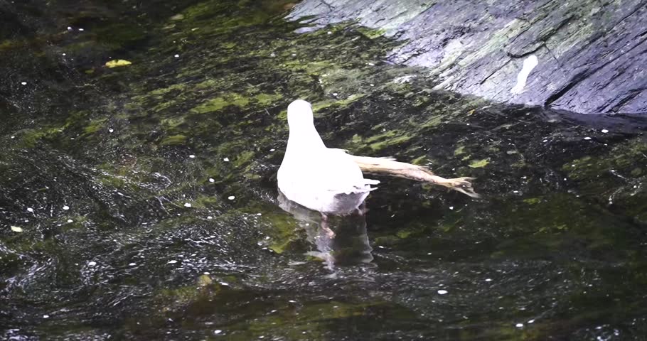 White Gull feeding on Salmon fish in Ketchikan, Alaska creek