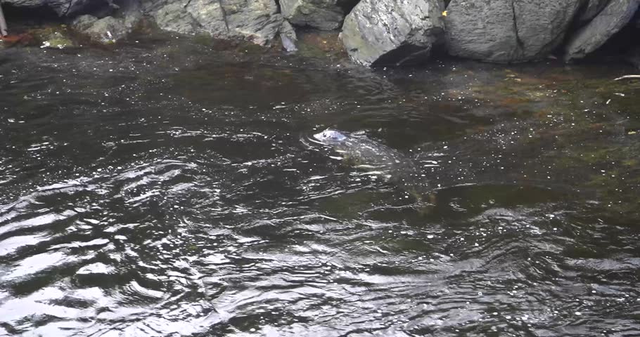 Ketchikan, Alaska harbor seal swimming in creek