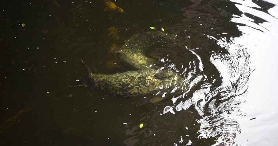 Two harbor seals playing in Ketchikan, Alaska creek