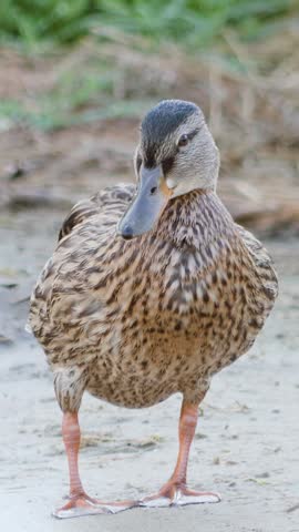 Vertical video close-up of a female mallard duck standing on the shore and preening its feathers.
