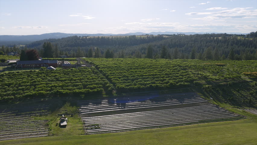 Aerial view of orchard rows and covered growing tunnels near Spokane, WA, bordered by forest and rolling hills.