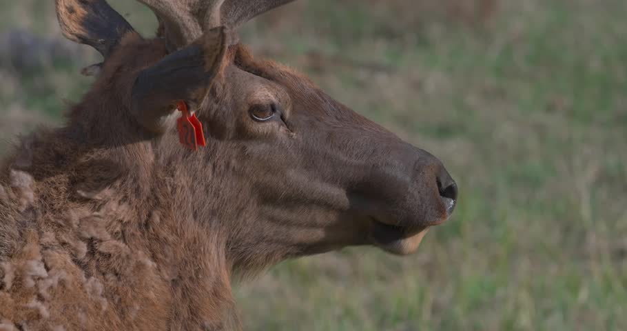 Close-up of a tagged bull elk with velvet antlers grazing in North America during spring. The elk raises its head before returning to feed, showing natural behaviour and a visible wildlife tracking ta