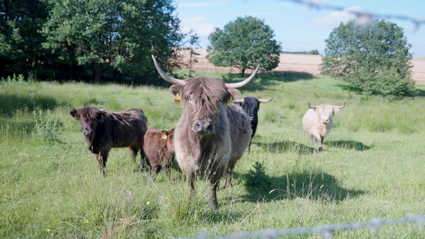 A herd of fluffy Scottish Highland cattle grazes and walks through a lush green grassy pasture during a bright summer day, with a prominent brown cow with long horns standing in the foreground center.