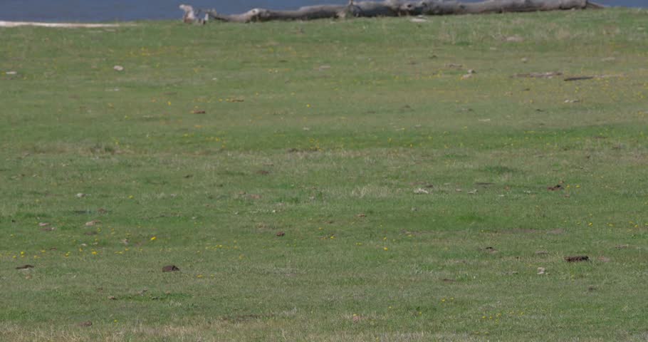 Wide shot of a pronghorn antelope running across open grassland in North America. Natural wildlife footage capturing the speed and agility of this iconic North American mammal.