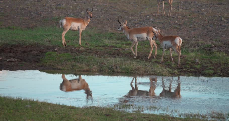 Wide shot of pronghorn antelope walking beside water in North America, with their reflections visible on the surface. Natural wildlife footage capturing movement through a peaceful landscape.