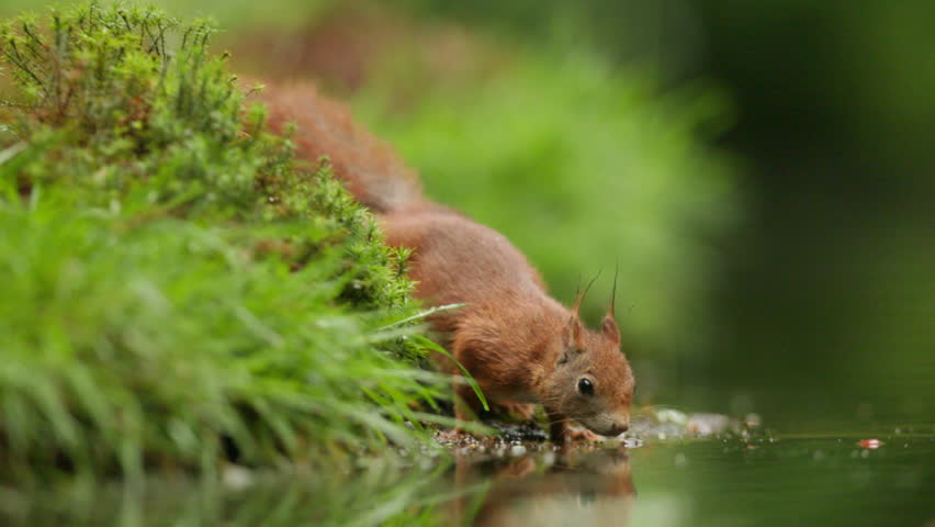 Squirrel picks acorn out of shallow water and runs away, close-up