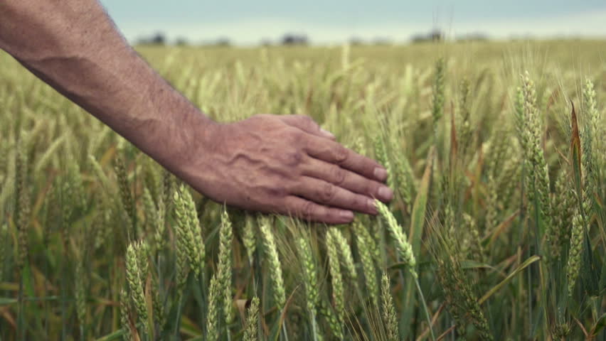 Close-up of hand running through wheat field, dolly shot