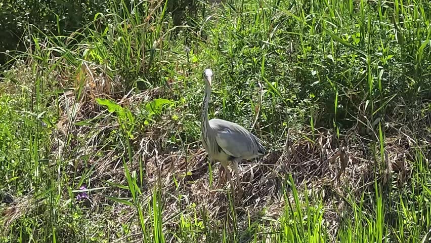 A grey heron carefully descends from a grassy riverside bank, pauses near the water