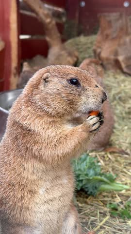 Prairie dog enjoys carrot snack in natural habitat with hay and wooden structures nearby